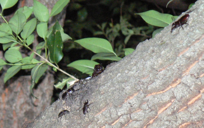 団地前のクヌギ_頭上の幹の上側_コクワガタ2♂1♀、ノコギリクワガタペア＆1♂ 2021年6月18日 19時55分頃 気温23度